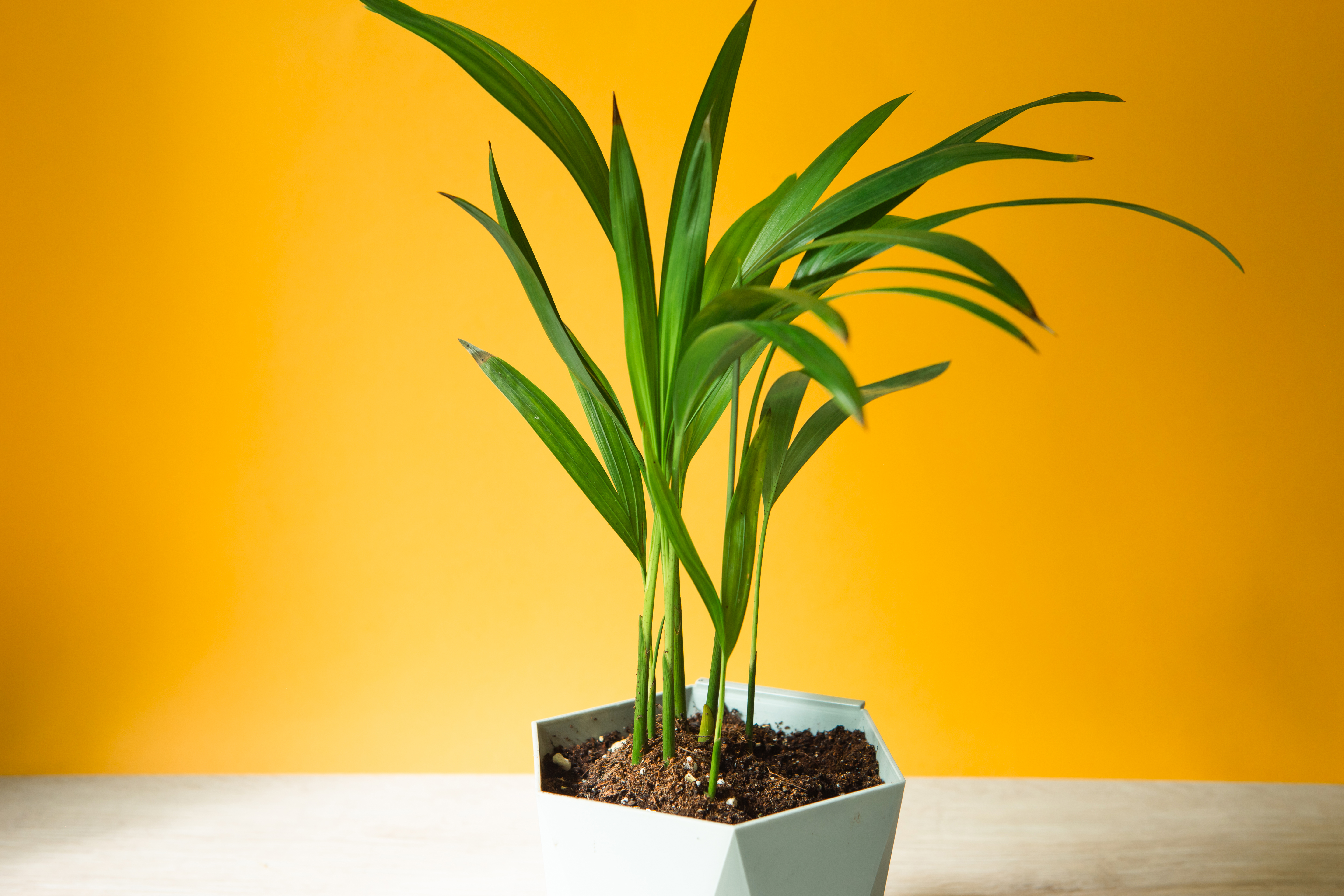 ต้นไม้ฟอกอากาศ ปลูกง่าย ดูแลไม่ยาก - ปาล์มไผ่ (Bamboo Palm)
