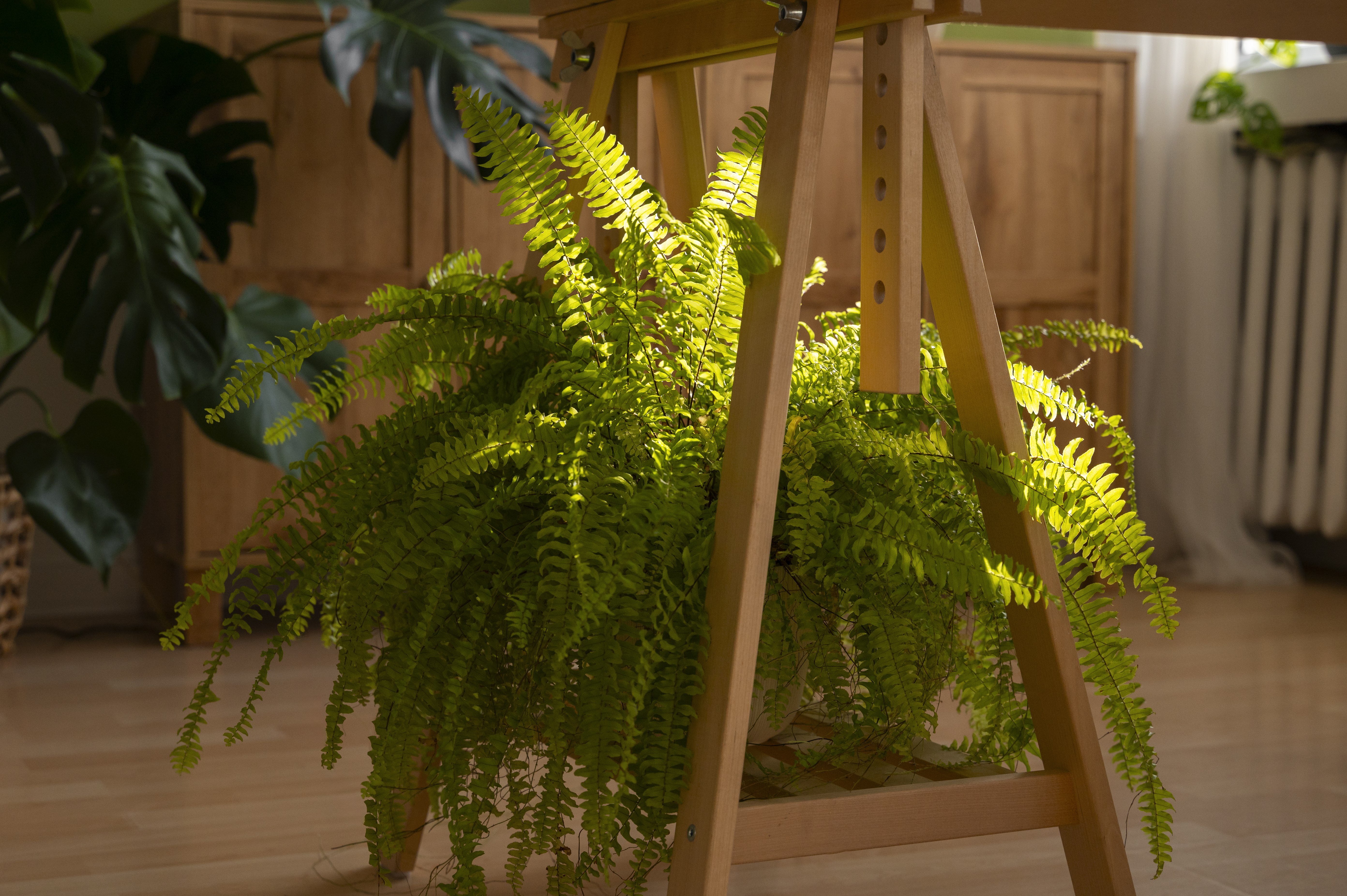 ต้นไม้ฟอกอากาศ ปลูกง่าย ดูแลไม่ยาก - เฟิร์นใบมะขาม (Boston Fern)