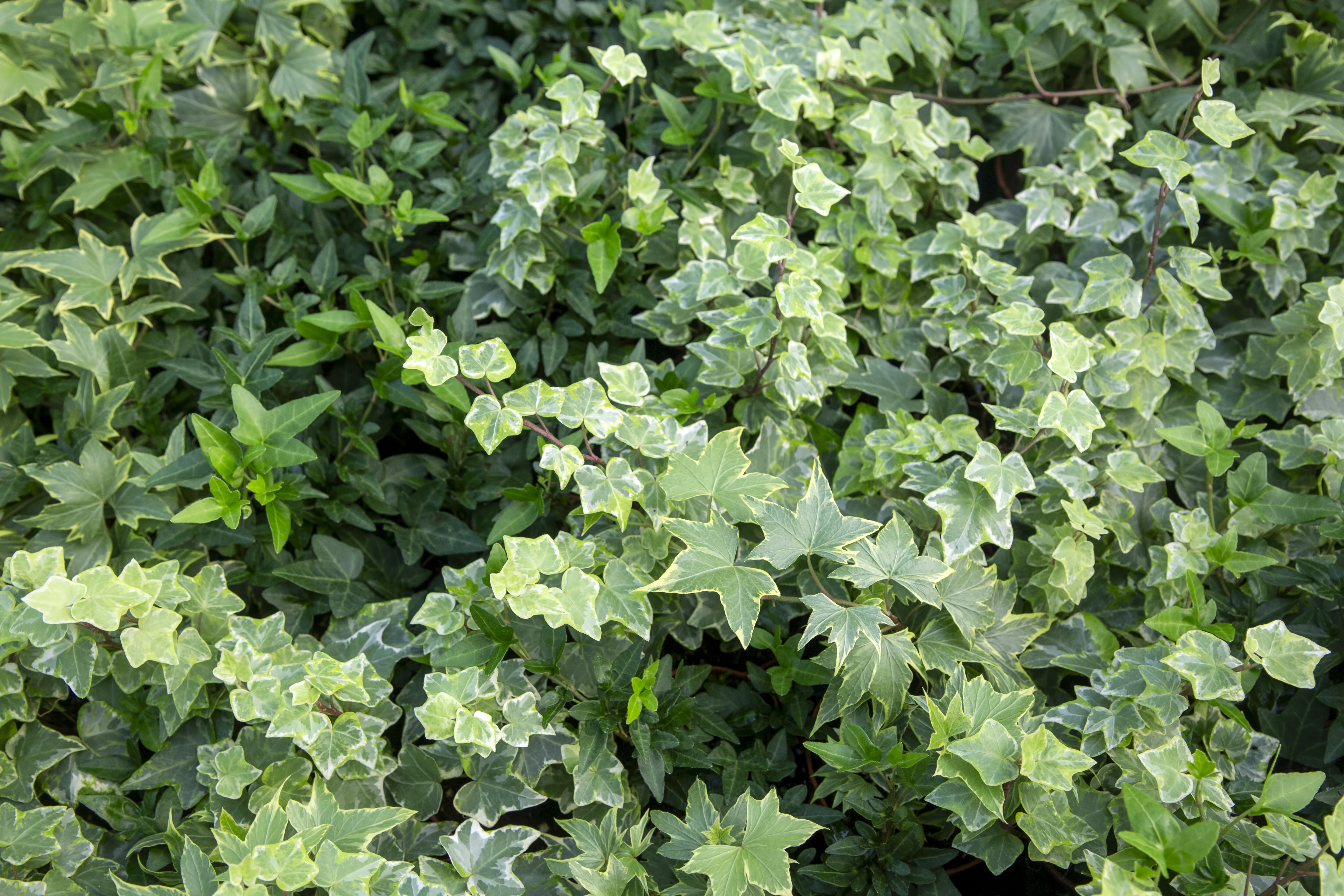 ต้นไม้ฟอกอากาศ ปลูกง่าย ดูแลไม่ยาก - ไอวี่อังกฤษ (English Ivy)