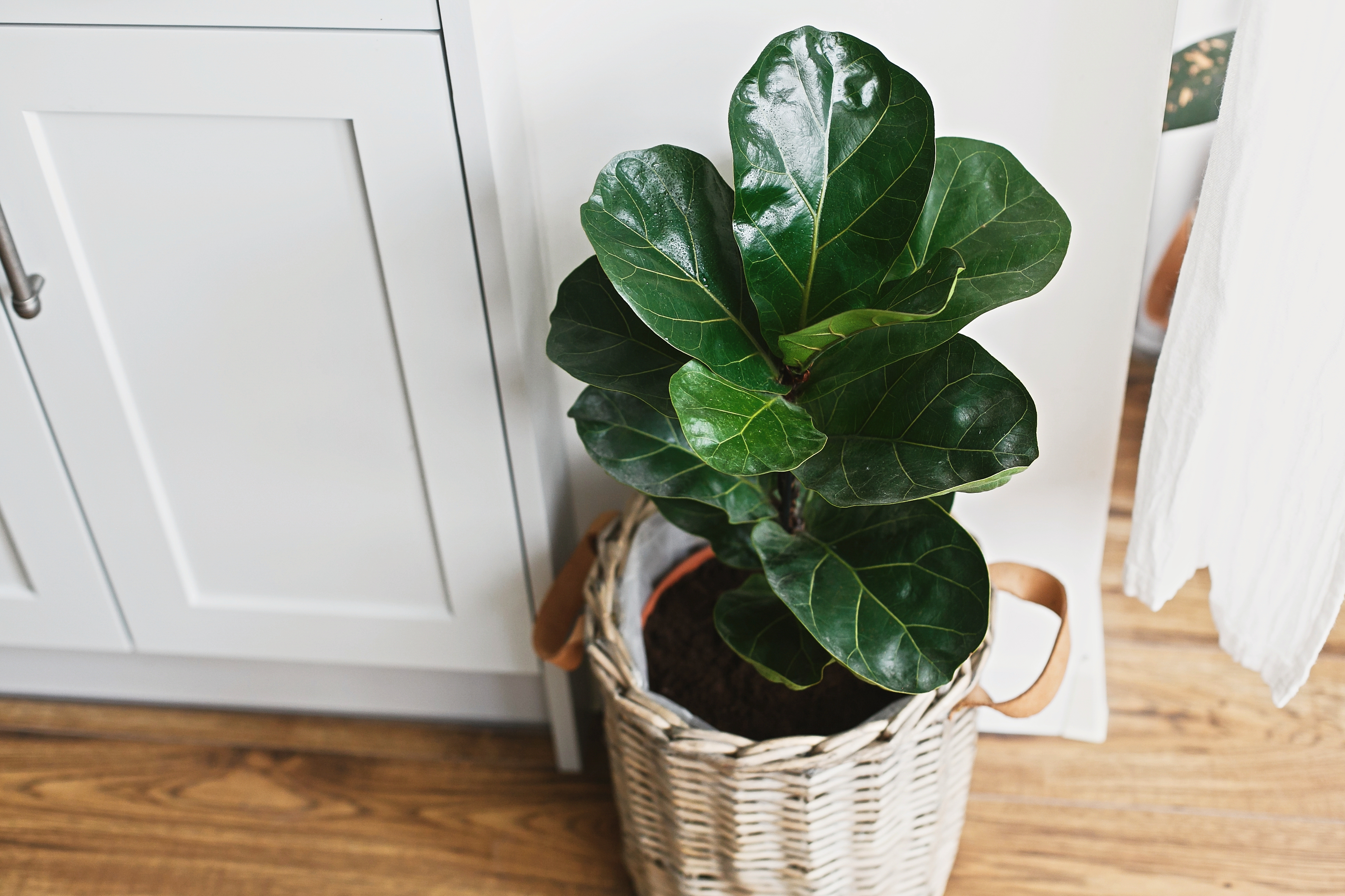 ต้นไม้ฟอกอากาศ ปลูกง่าย ดูแลไม่ยาก - ไทรใบสัก (Fiddle Leaf Fig)