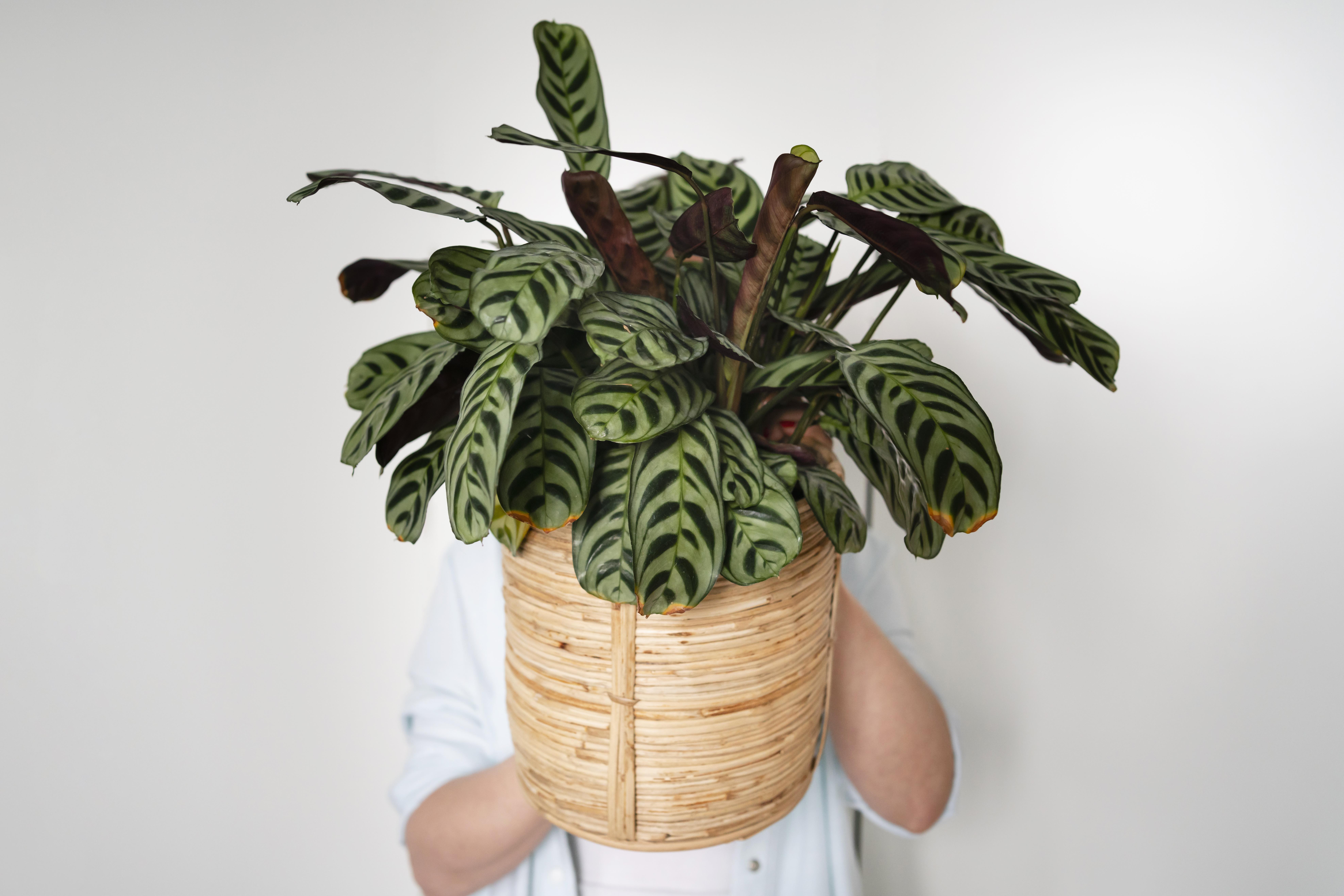 ต้นไม้ฟอกอากาศ ปลูกง่าย ดูแลไม่ยาก - คล้า (Calathea / Prayer Plant)