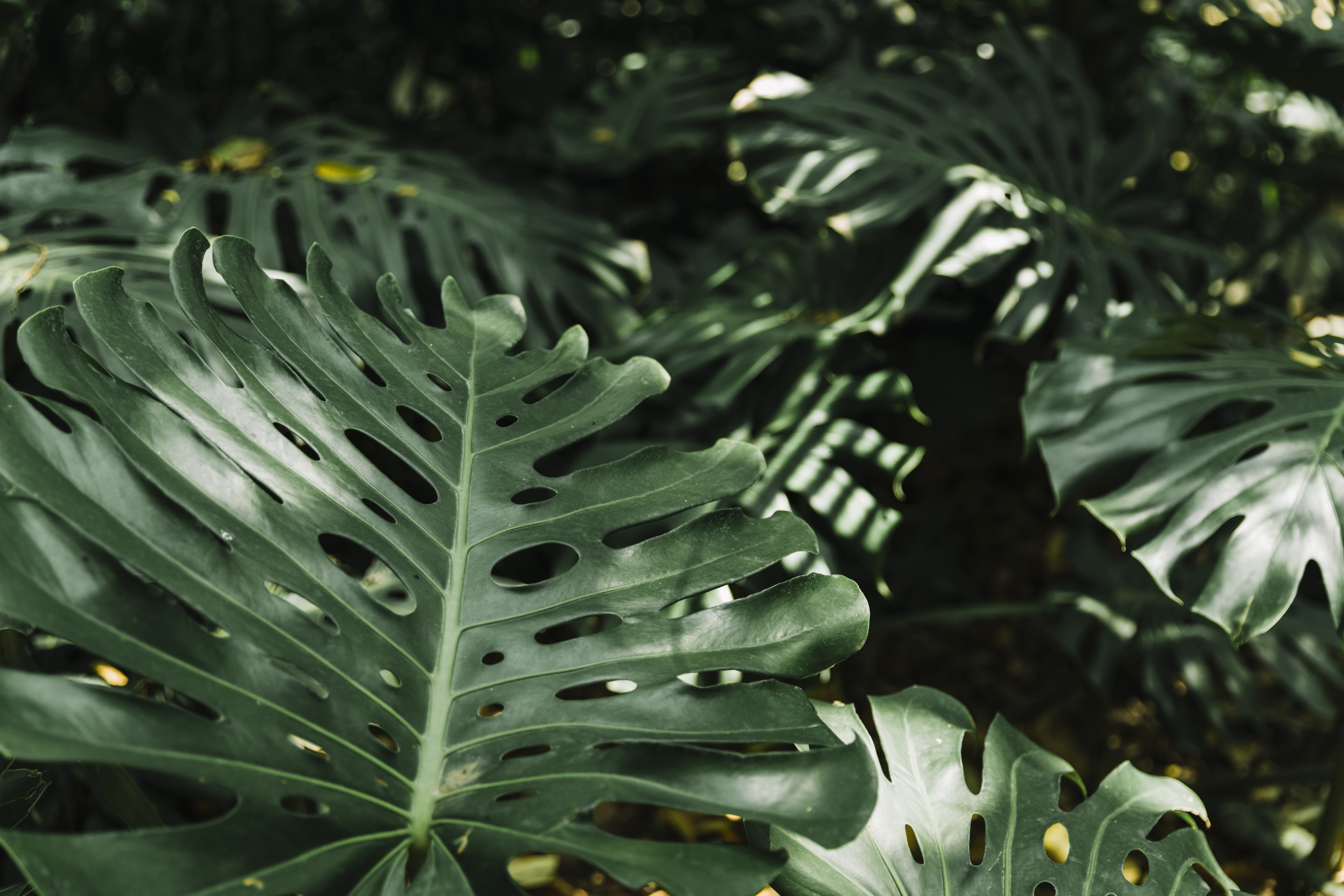 ต้นไม้ฟอกอากาศ ปลูกง่าย ดูแลไม่ยาก -  มอนสเตอร่า (Monstera)