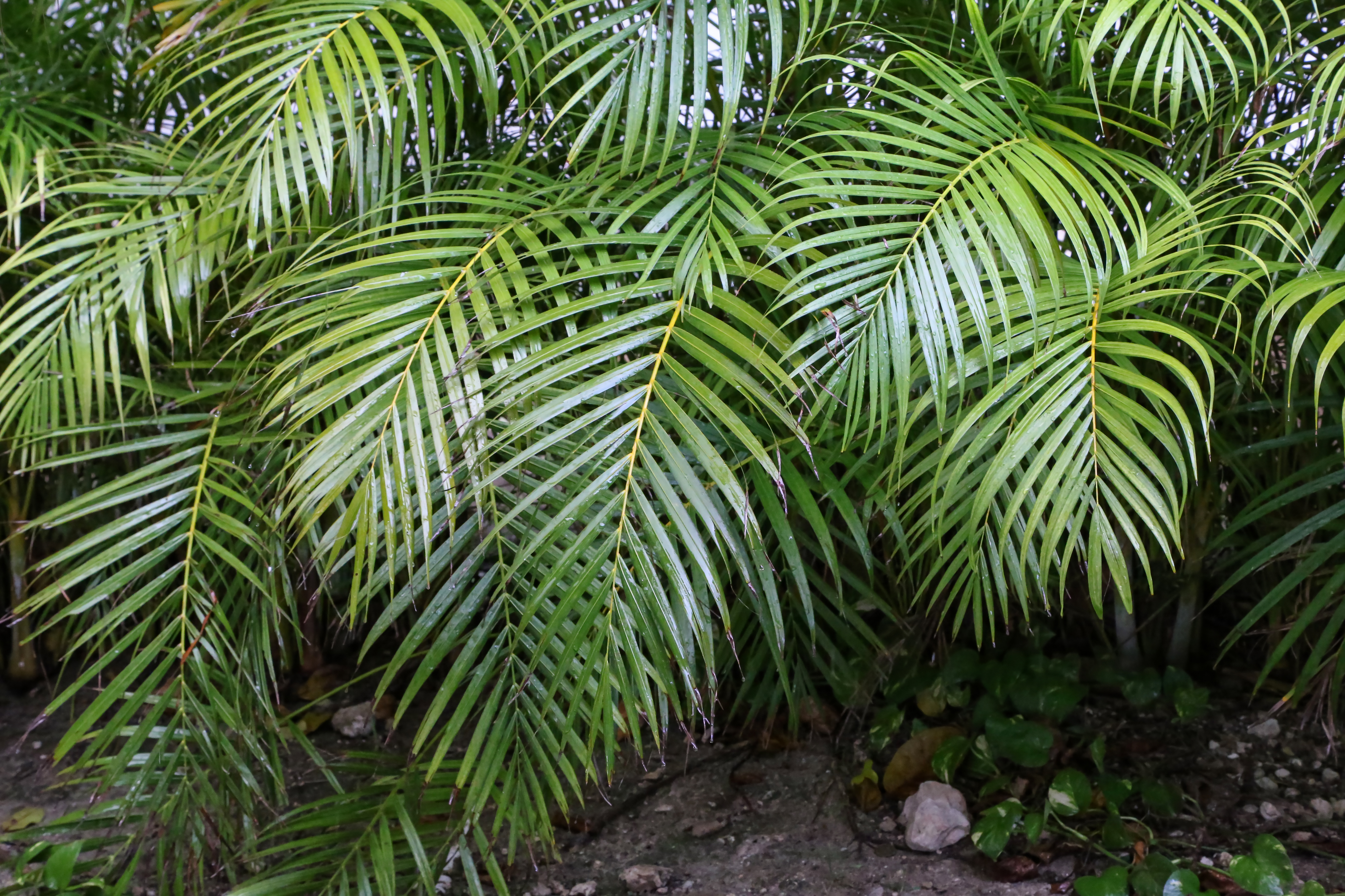 ต้นไม้ฟอกอากาศ ปลูกง่าย ดูแลไม่ยาก - หมากเหลือง (Areca Palm)