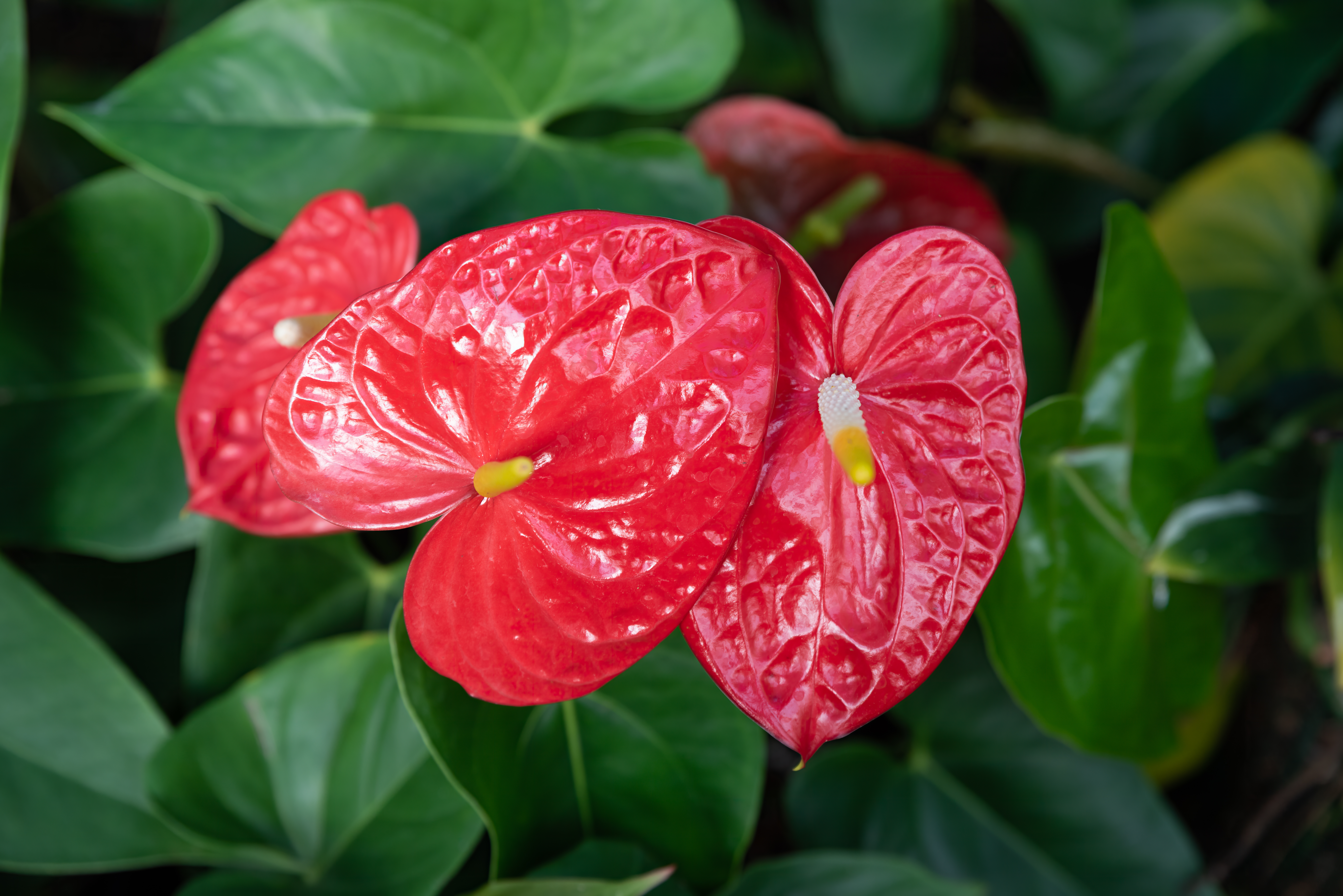 ต้นไม้ฟอกอากาศ ปลูกง่าย ดูแลไม่ยาก - หน้าวัว (Anthurium)