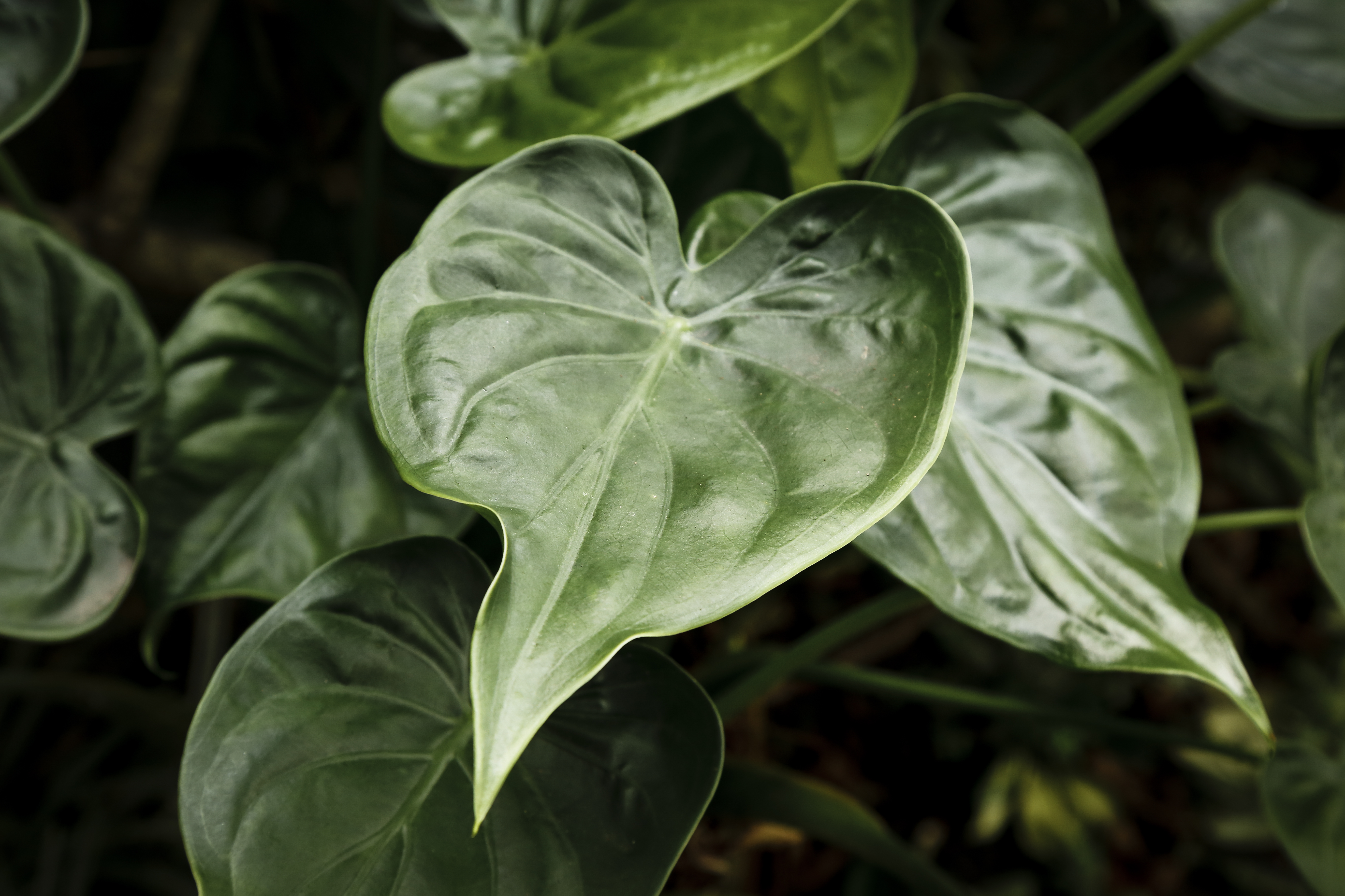 ต้นไม้ฟอกอากาศ ปลูกง่าย ดูแลไม่ยาก - ฟิโลเดนดรอนใบหัวใจ (Heartleaf Philodendron)