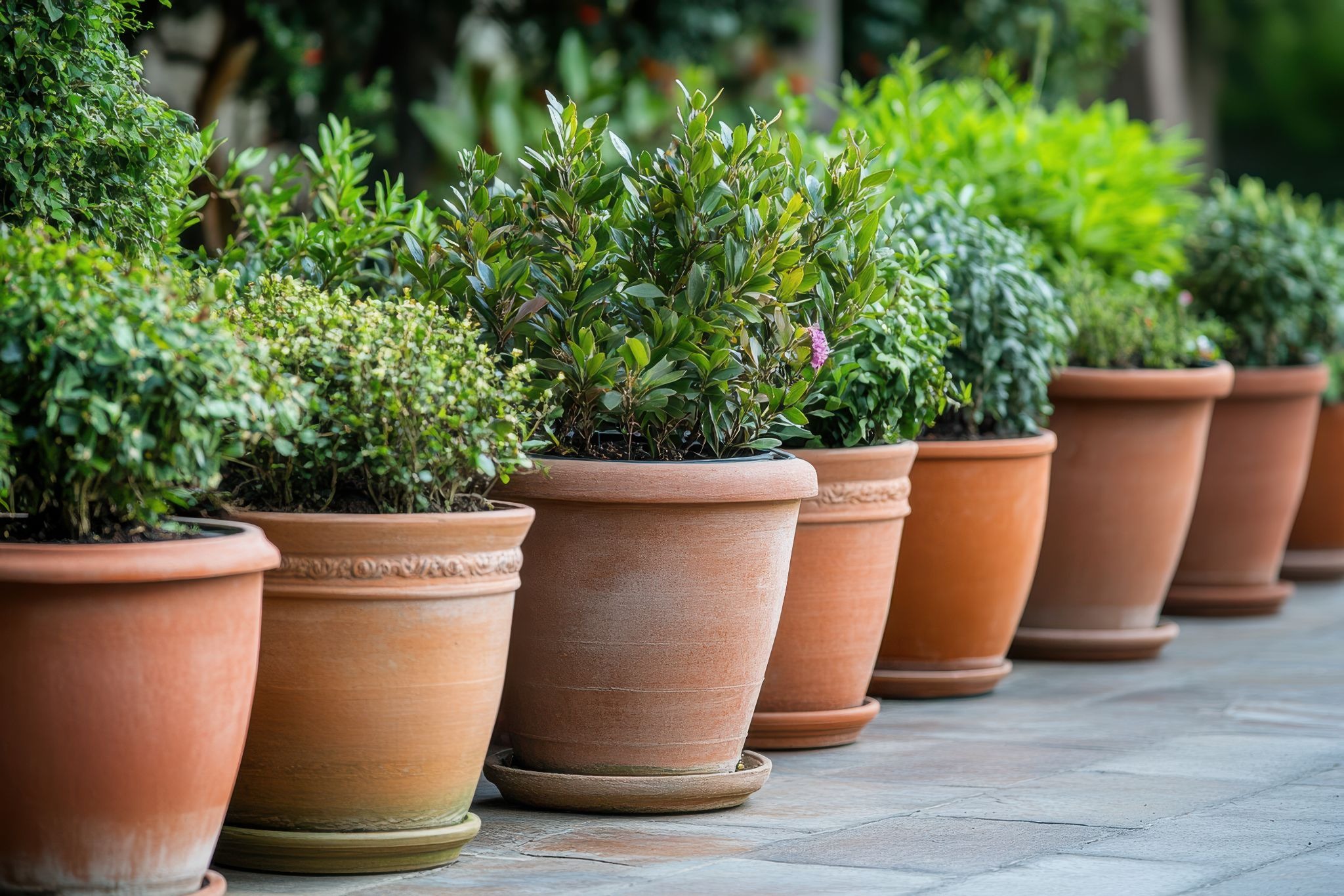 การจัดสวนด้วยตัวเองเพิ่มกระถางต้นไม้จัดเป็นกลุ่ม