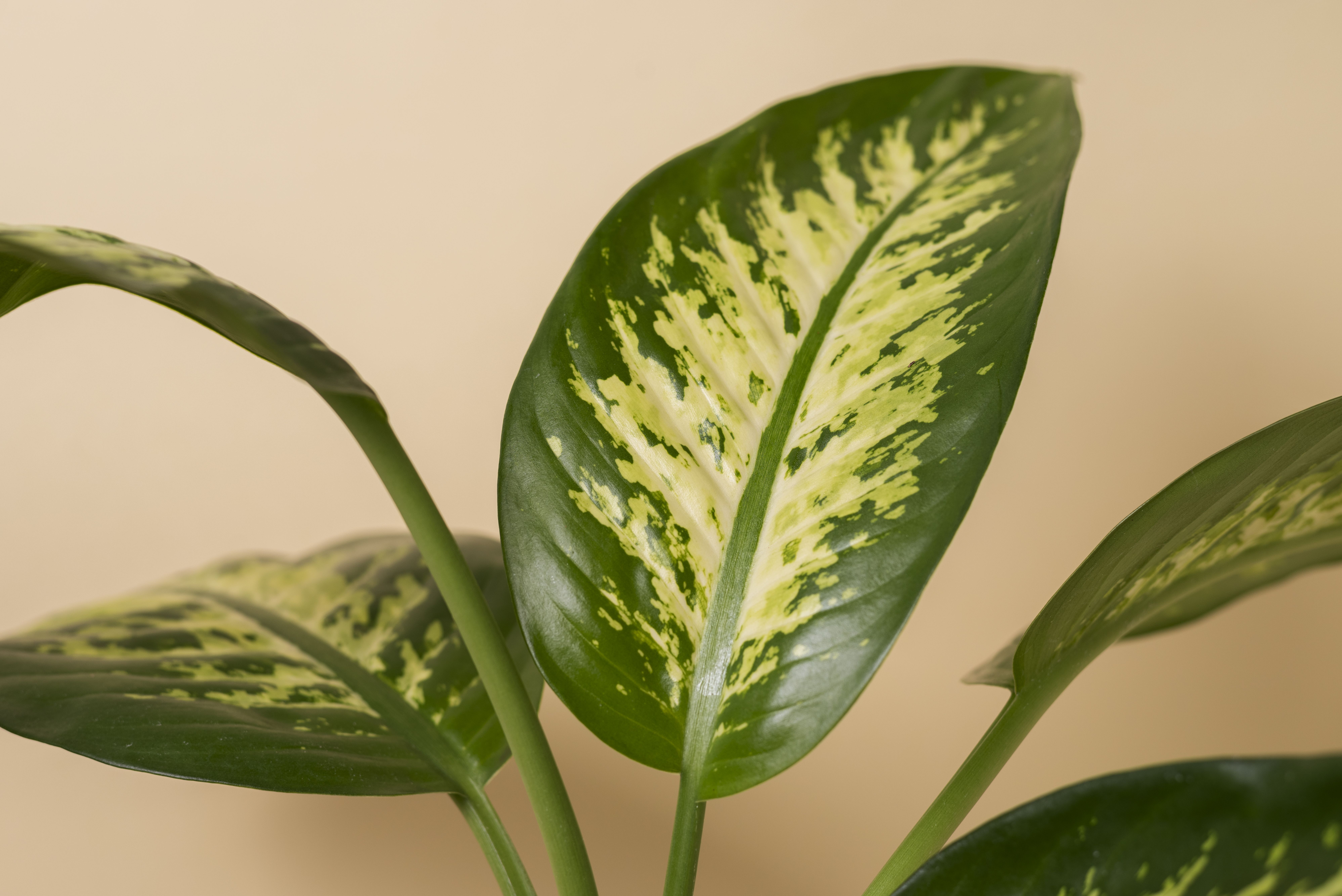 ต้นไม้ฟอกอากาศ ปลูกง่าย ดูแลไม่ยาก - เขียวหมื่นปี (Aglaonema)