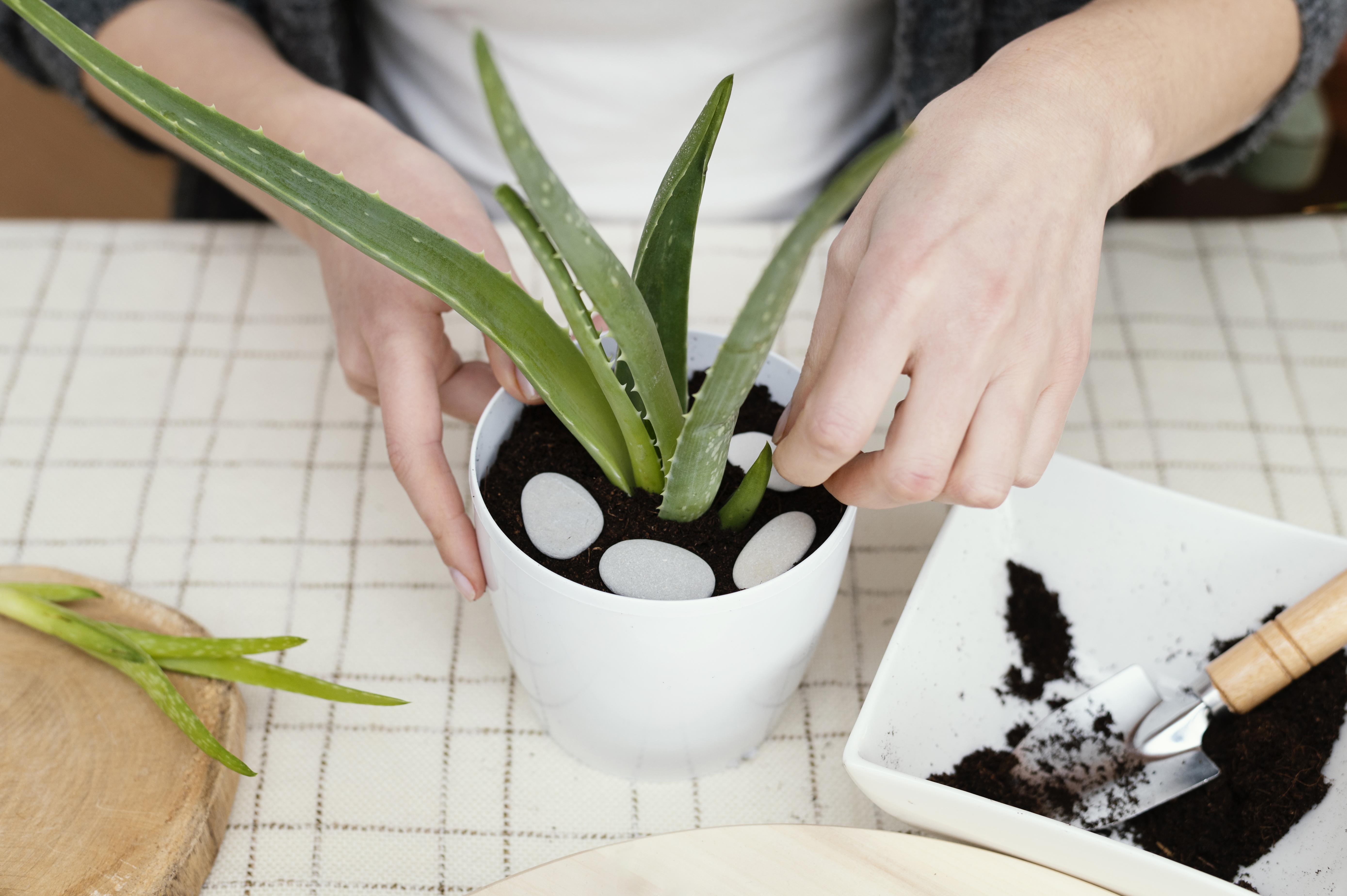ต้นไม้ฟอกอากาศ ปลูกง่าย ดูแลไม่ยาก -ว่านหางจระเข้ (Aloe Vera)