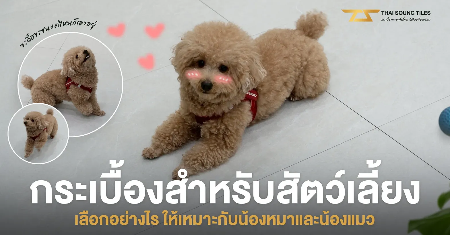 pet-friendly-tiles